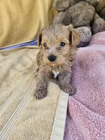 Thumper , a male Maltipoo for sale in Raleigh, NC – 3 of 8
