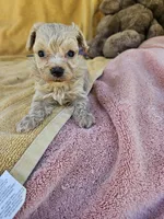 Rose, a male Maltipoo for sale in Raleigh, NC – 4 of 7