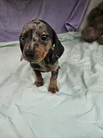 Dime, a female Miniature Dachshund for sale in Raleigh, NC – 2 of 6