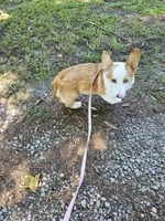 Batter , a female Pembroke Welsh Corgi for sale in Raleigh, NC – 5 of 6