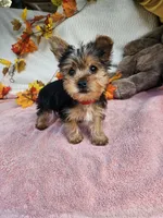 Circle, a male Yorkshire Terrier for sale in Raleigh, NC – 5 of 8