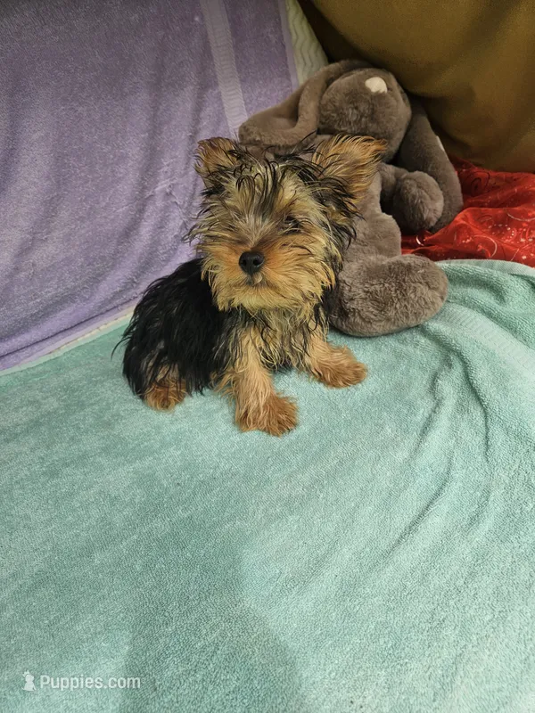 Timmy – Yorkshire Terrier puppy for sale in Raleigh, NC