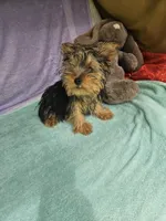 Timmy, a male Yorkshire Terrier for sale in Raleigh, NC – 1 of 5