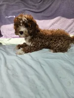 Carnation, a female Cavapoo for sale in Raleigh, NC – 5 of 5