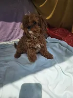 Rose, a female Cavapoo for sale in Raleigh, NC – 4 of 4