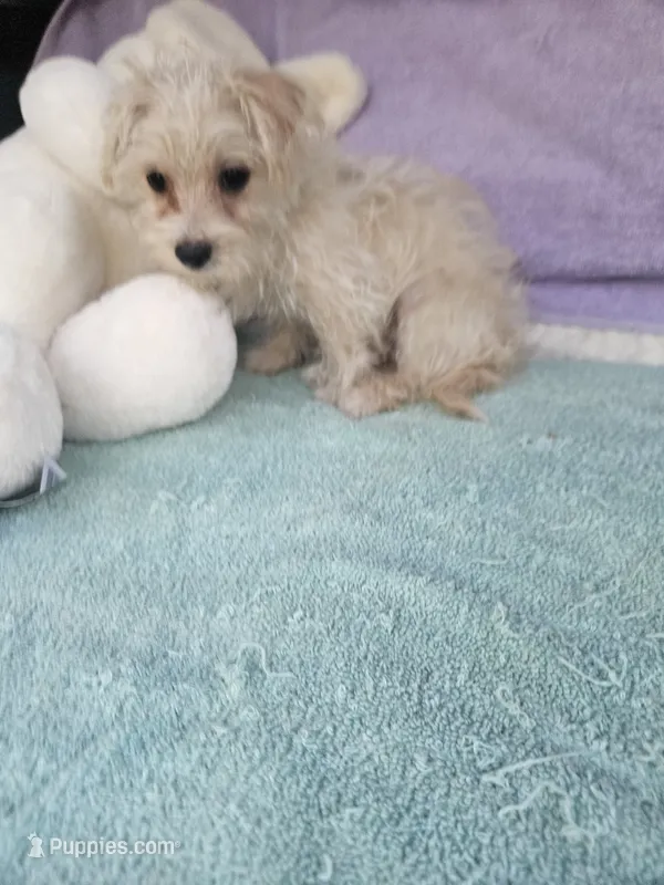 Benny – Morkie puppy for sale in Raleigh, NC