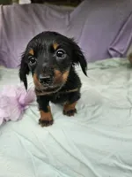 Quarter , a female Miniature Dachshund for sale in Raleigh, NC – 4 of 6