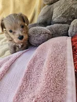 Thumper , a male Maltipoo for sale in Raleigh, NC – 5 of 8