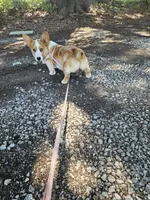 Pup, a male Pembroke Welsh Corgi for sale in Raleigh, NC – 5 of 8