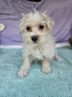 Benny, a male Morkie for sale in Raleigh, NC – 3 of 5