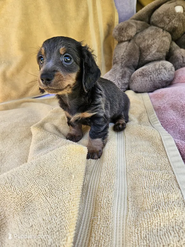 Pepper – Miniature Dachshund puppy for sale in Raleigh, NC