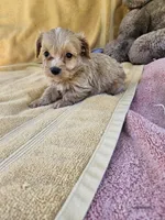Stone, a male Maltipoo for sale in Raleigh, NC – 4 of 8