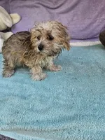 Tina, a female Morkie for sale in Raleigh, NC – 3 of 6