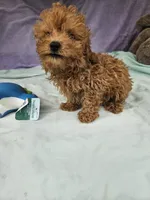 Pip, a male Poodle - Toy  for sale in Raleigh, NC – 3 of 8