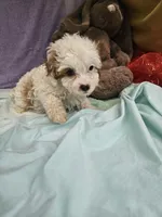 Spot, a male Cavapoo for sale in Raleigh, NC – 2 of 6