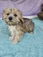 Tina, a female Morkie for sale in Raleigh, NC – 6 of 6