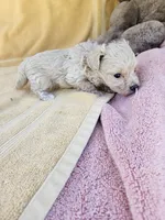Rose, a male Maltipoo for sale in Raleigh, NC – 7 of 7