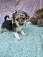 Tony, a male Morkie for sale in Raleigh, NC – 5 of 5