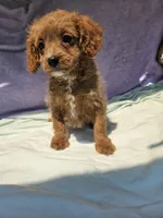 Dorothy , a female Cavapoo for sale in Raleigh, NC – 5 of 5