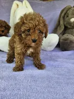 Cameo , a male Poodle - Toy  for sale in Raleigh, NC – Photo 2 of 3