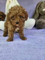 Cameo , a male Poodle - Toy  for sale in Raleigh, NC – Photo 3 of 3