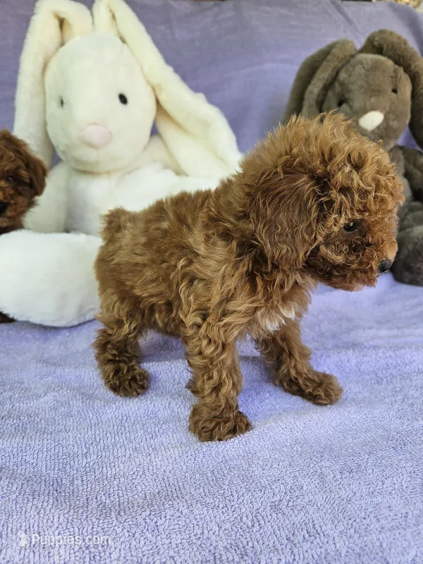 Cameo  – Poodle - Toy  puppy for sale in Raleigh, NC