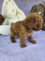 Cameo , a male Poodle - Toy  for sale in Raleigh, NC – Photo 1 of 3