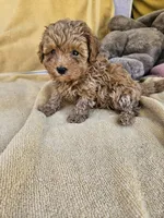James, a male Maltipoo and Poodle - Toy  for sale in Raleigh, NC – 6 of 7