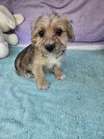Timothy , a male Morkie for sale in Raleigh, NC – 6 of 6