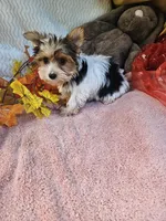 Tri, a male Yorkshire Terrier for sale in Raleigh, NC – 5 of 6
