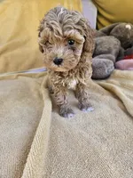 Time, a female Maltipoo and Poodle - Toy  for sale in Raleigh, NC – 5 of 8