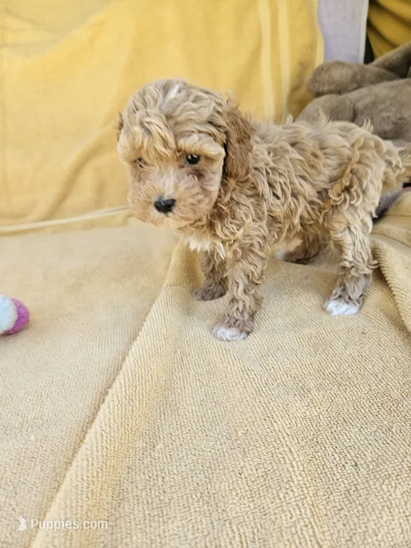 Time – Maltipoo, Poodle - Toy  puppy for sale in Raleigh, NC