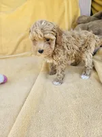 Time, a female Maltipoo and Poodle - Toy  for sale in Raleigh, NC – 1 of 8