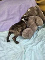 Apple, a female Boston Terrier for sale in Raleigh, NC – Photo 4 of 5