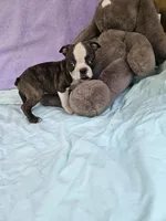 Apple, a female Boston Terrier for sale in Raleigh, NC – Photo 5 of 5