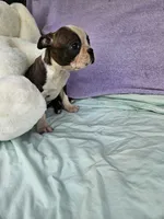 Apple, a female Boston Terrier for sale in Raleigh, NC – Photo 2 of 5
