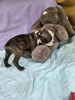 Apple, a female Boston Terrier for sale in Raleigh, NC – Photo 3 of 5