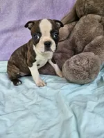 Apple, a female Boston Terrier for sale in Raleigh, NC – Photo 1 of 5