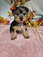 Orange, a female Yorkshire Terrier for sale in Raleigh, NC – 6 of 6