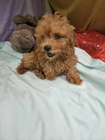 Pip, a male Poodle - Toy  for sale in Raleigh, NC – 5 of 8