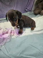Penny, a male Miniature Dachshund for sale in Raleigh, NC – 5 of 5