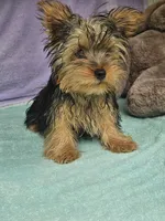 Timmy, a male Yorkshire Terrier for sale in Raleigh, NC – 3 of 5