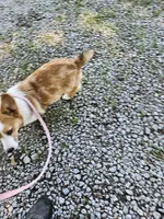 Pup, a male Pembroke Welsh Corgi for sale in Raleigh, NC – 3 of 8