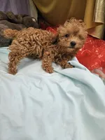 Pip, a male Poodle - Toy  for sale in Raleigh, NC – 4 of 8