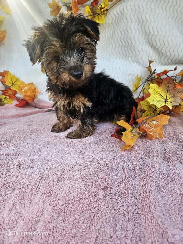 Sammy  – Yorkshire Terrier puppy for sale in Raleigh, NC