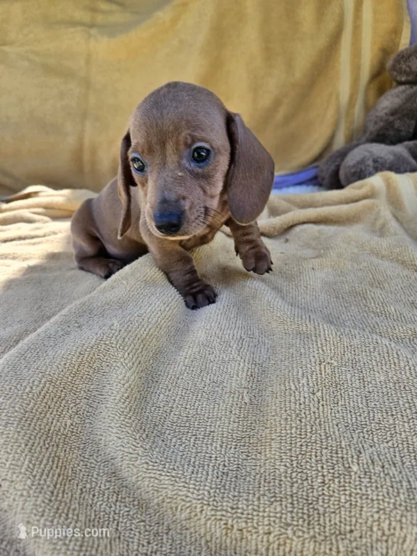 Sugar – Miniature Dachshund puppy for sale in Raleigh, NC