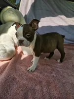 Apple, a female Boston Terrier for sale in Raleigh, NC – 5 of 6