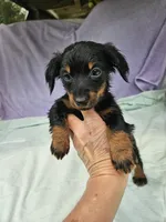 Quarter , a female Miniature Dachshund for sale in Raleigh, NC – 3 of 6