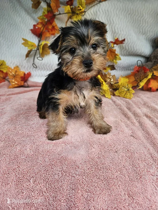 Orange – Yorkshire Terrier puppy for sale in Raleigh, NC