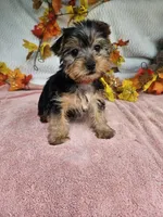 Orange, a female Yorkshire Terrier for sale in Raleigh, NC – 1 of 6